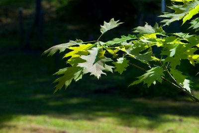 Quercus palustris - dub bahenní - listy
